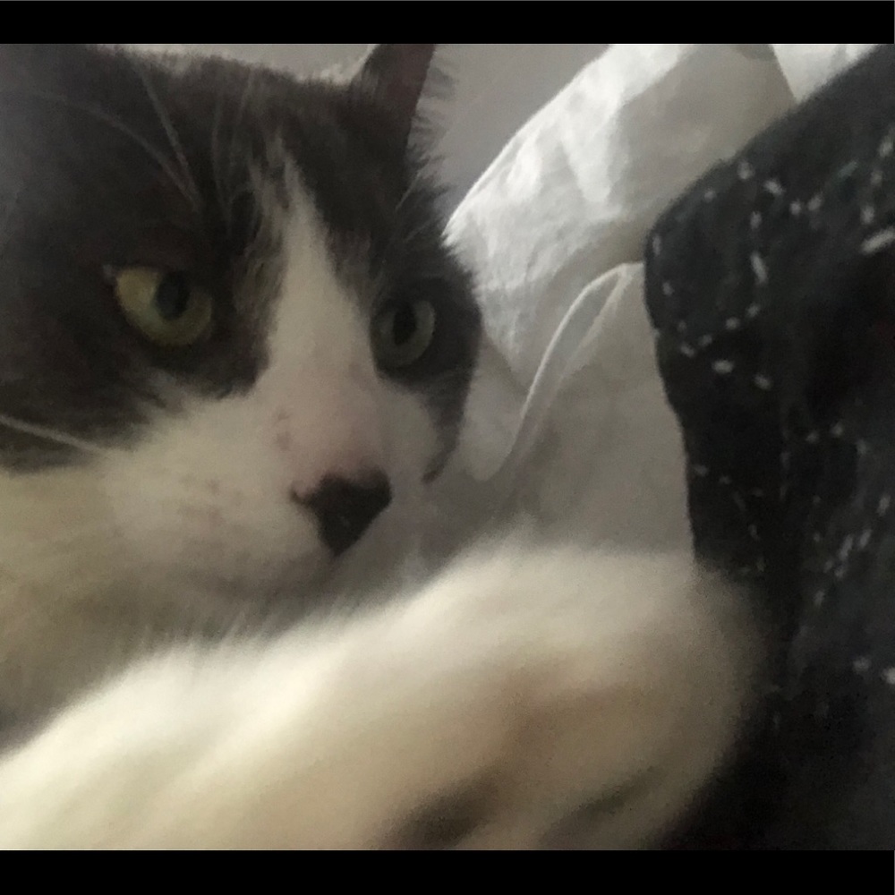 Meet your Posher, Dawn marie